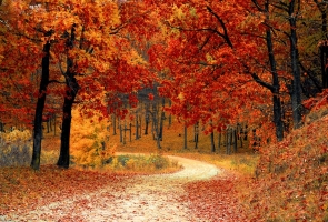 Blogging for Fall Foliage